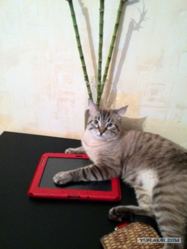 Котовторник 12.08.2014