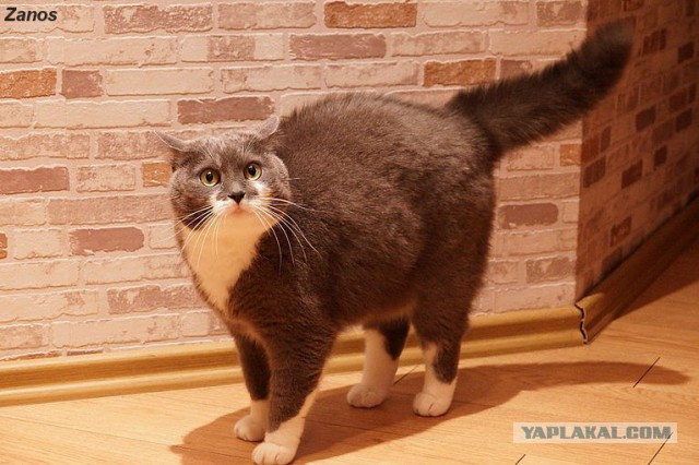 Кошка по имени Мышь