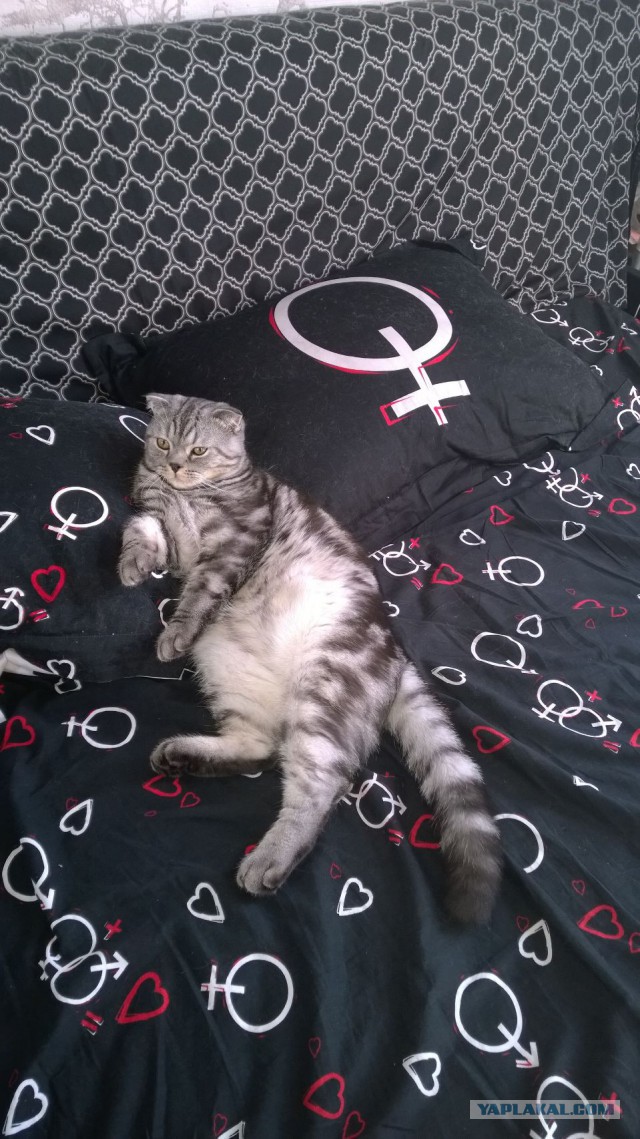 Котовторник 30.09.2014