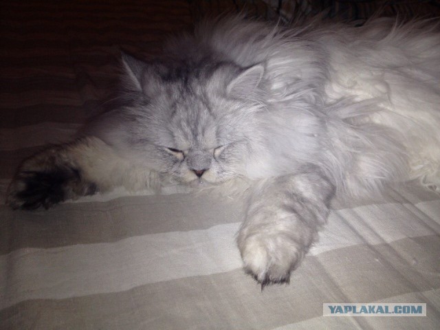 Самые популярные клички кошек и котов