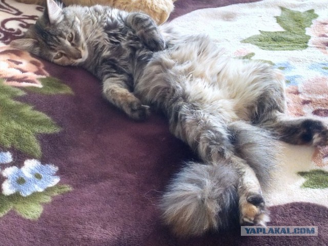 Перепись котопузов открыта=)