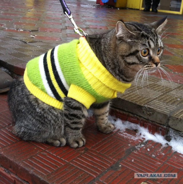 Котовторник 31.03.2015