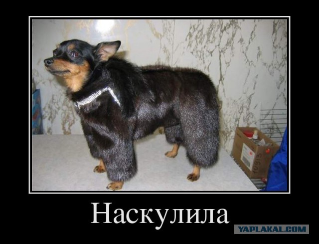 Вы хотите "демов"?