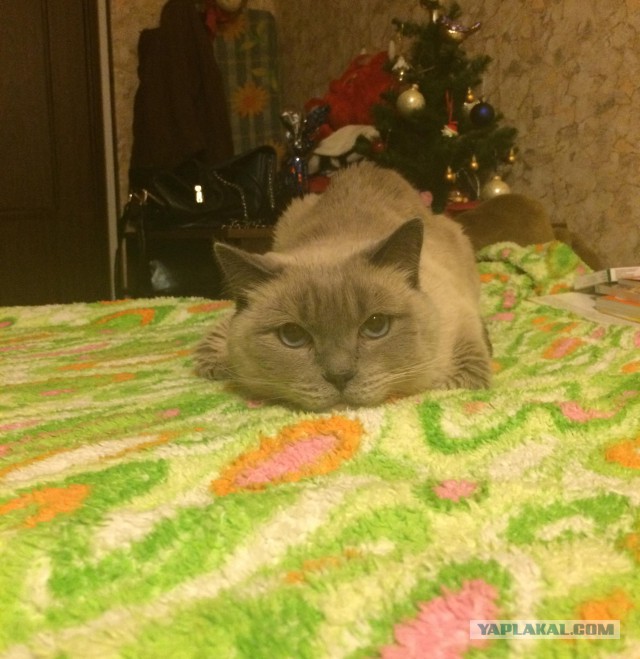 Пост невероятной кошачьей красоты. 25 фот.