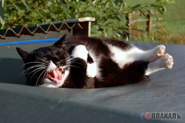 Коты, кошки, котята