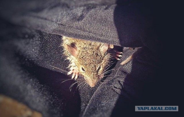 В мире животных: сказка о маленьком, но очень храбром мышонке