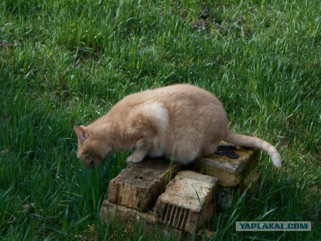 Жизнь домашнего приюта для котеек 109