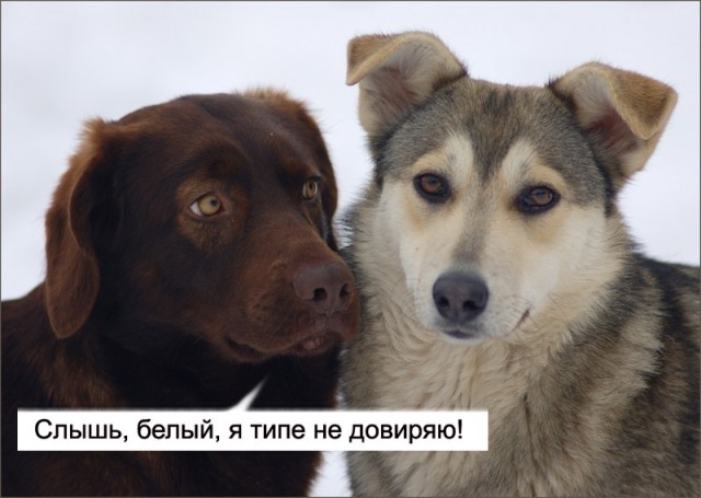 СОБАКИ и ЩЕНКИ. Все про собак!