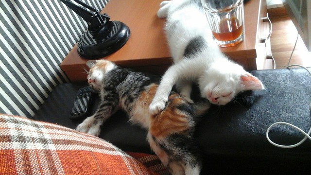 Котовторник 05.07.16