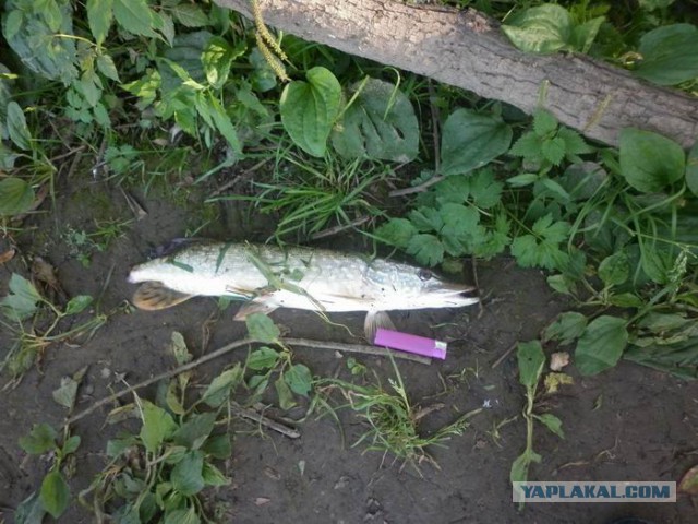 В Нью-Джерси поймали рыбу от которой кто-то откусил кусок