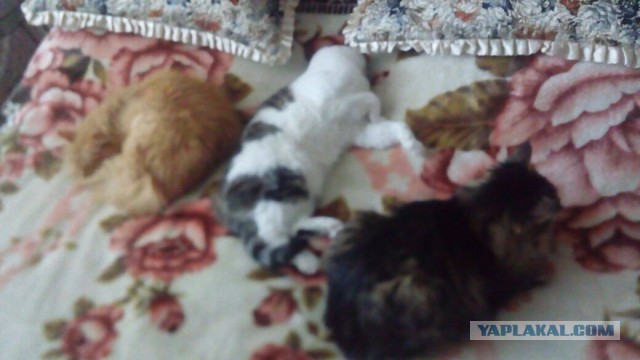 Кот наркоман - горе в семье.