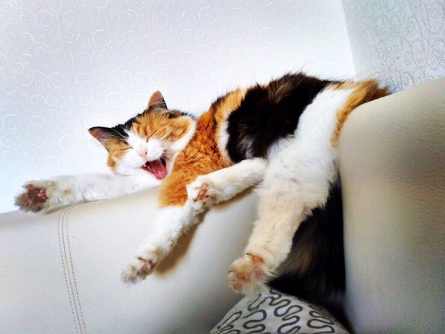 Коты и Кошки