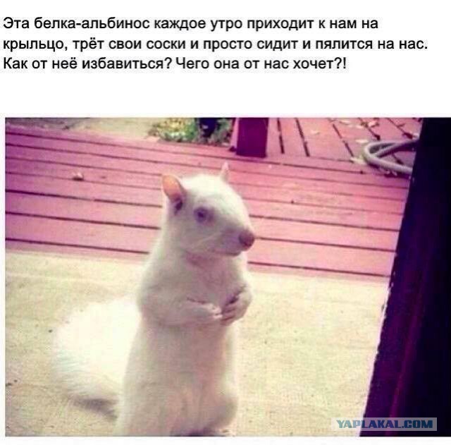 Приколы в стиле "регресс"