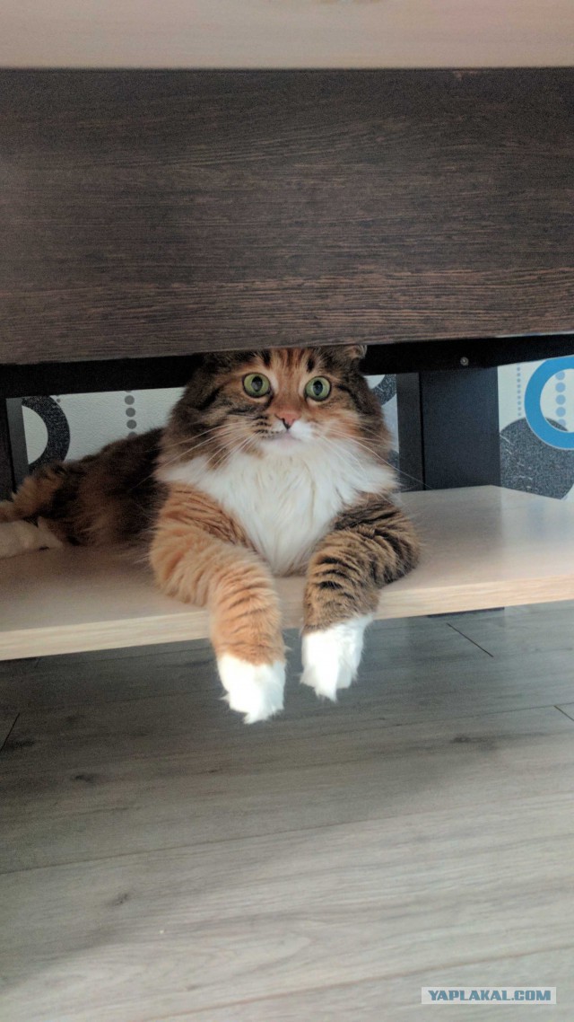 Котовторник 20.06.2017