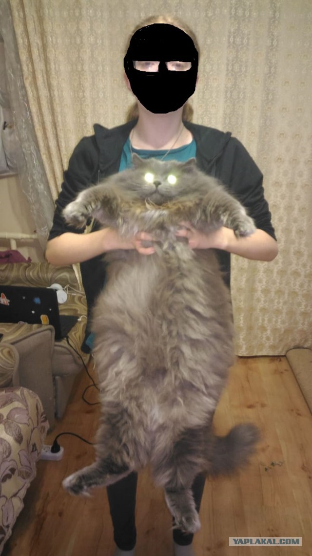 Котовторник 05.06.2018