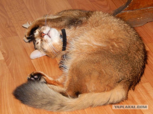 Котовторник  12.06.2018