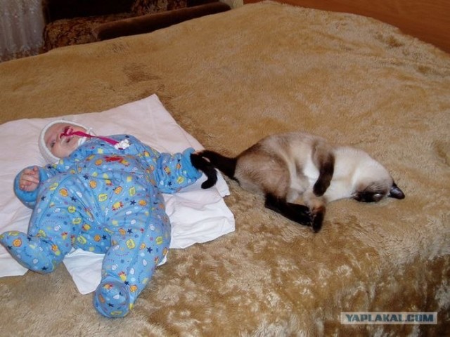 Котовторник на ЯПлакалъ (13.05.08)