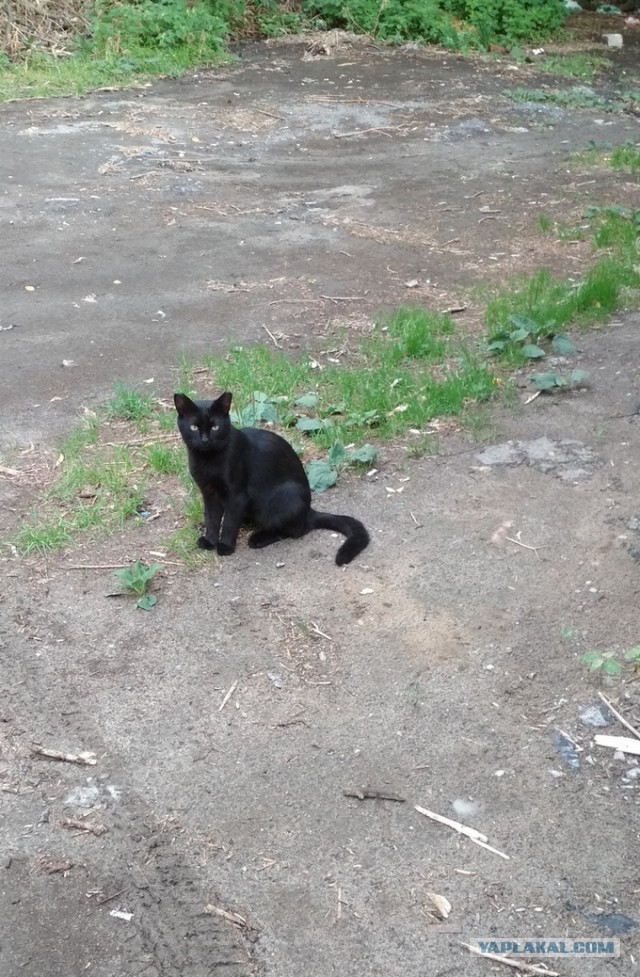 Котовторник  31.07.2018