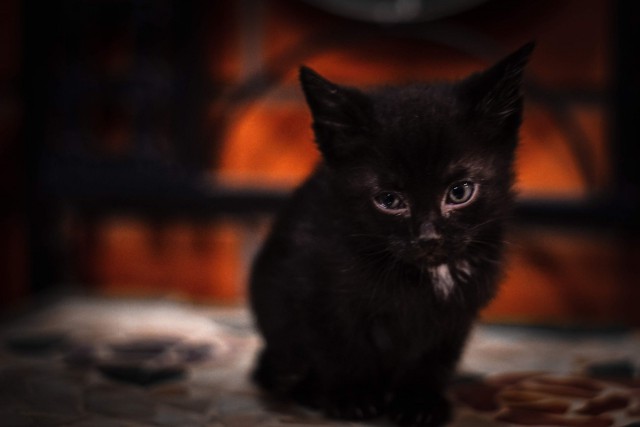 Прикольных котов пост