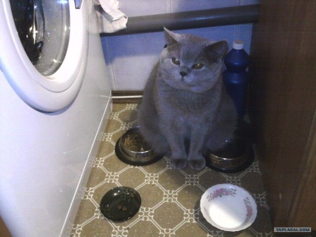 Котовторник  07.06.11