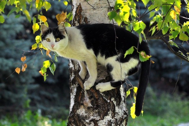 Котовторник! 08.11.11