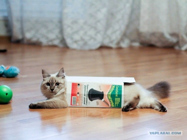 Котовторник 17.04.2012