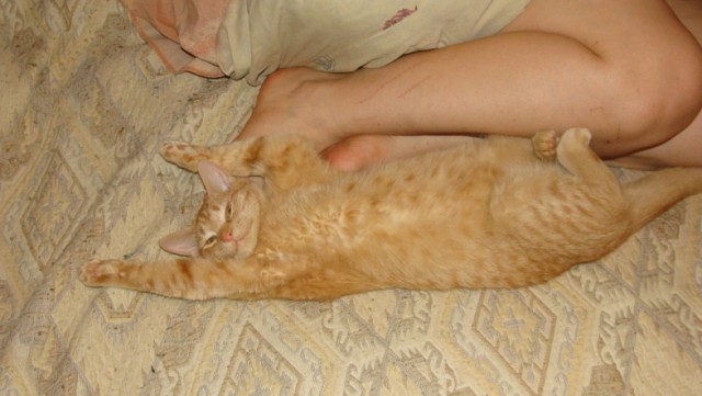 Котовторник  12. 06. 2012
