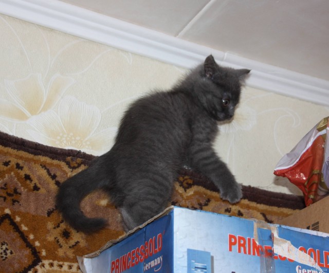 Котовторник  28.08.12