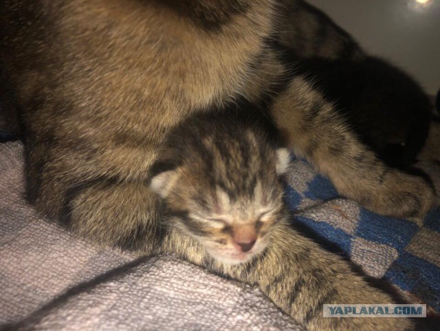 Почему НЕ стоит покупать котят у заводчиков