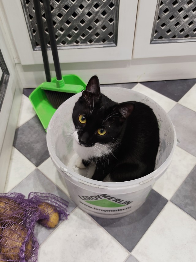 Котовторник