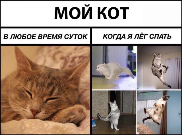 Котовторник?! Коты во вторник!