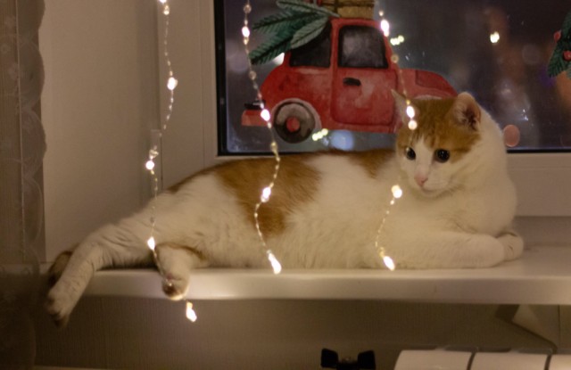Котовторник. Мои котейки