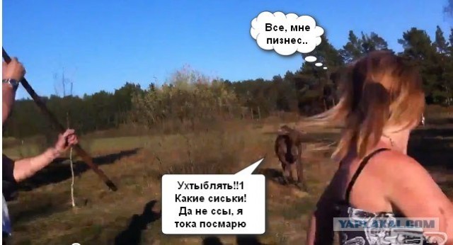 Агрессивный шведский лось