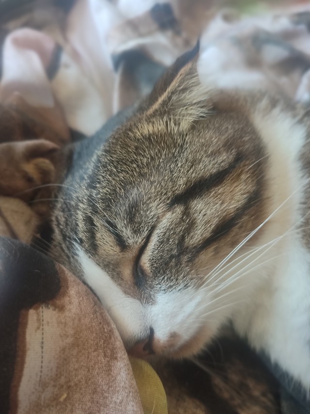 Мои личные котейки к котовторнику!