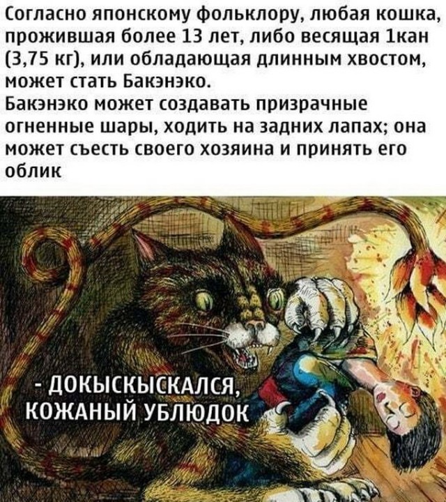 Злые котики - к последнему летнему котовторнику