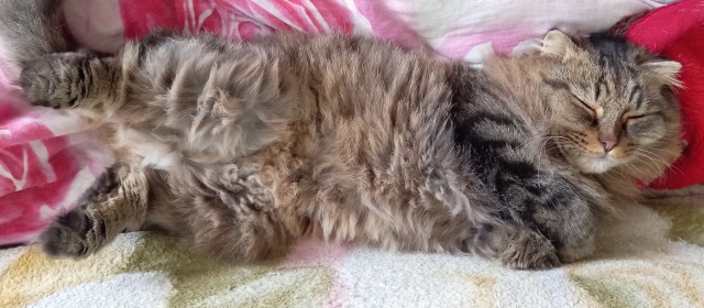 Котовторник 28.09.21