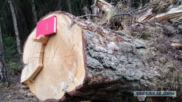 Коттеджный поселки под Санкт-Петербургом превратились в ничто