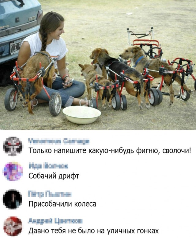 Пёс не унывает