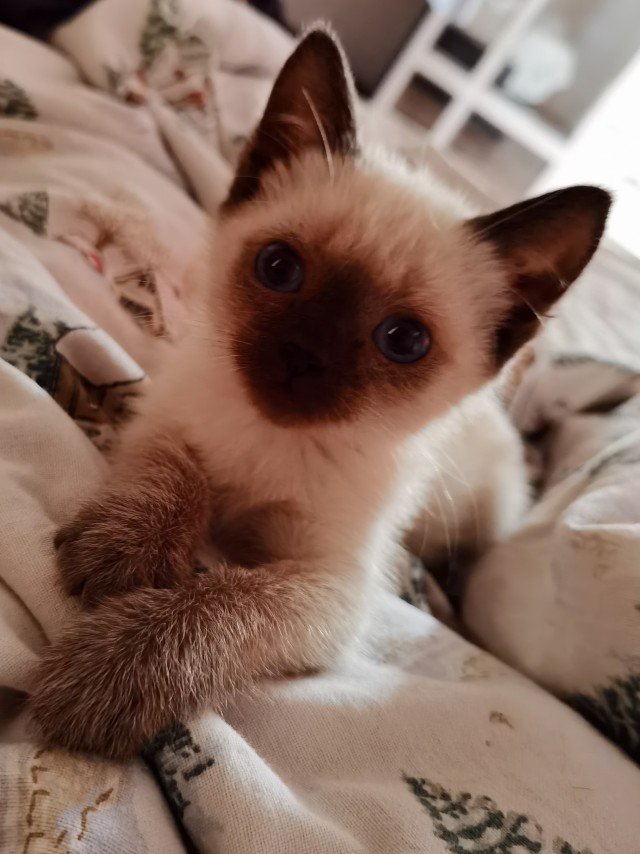 Котовторник 21.12.21