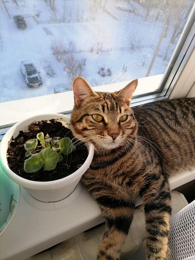 Котовторник. Февраль