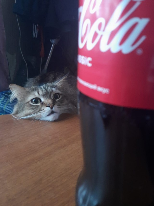 Котовторник. Февраль