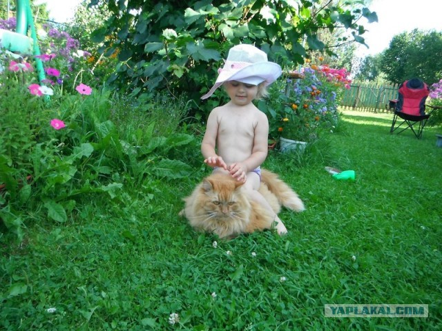 Шерстяной охранник