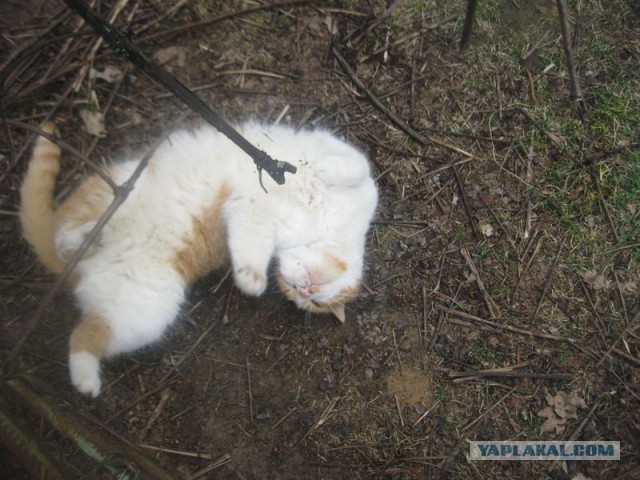 Жизнь домашнего приюта для котеек 389
