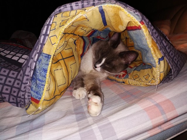К котовторнику