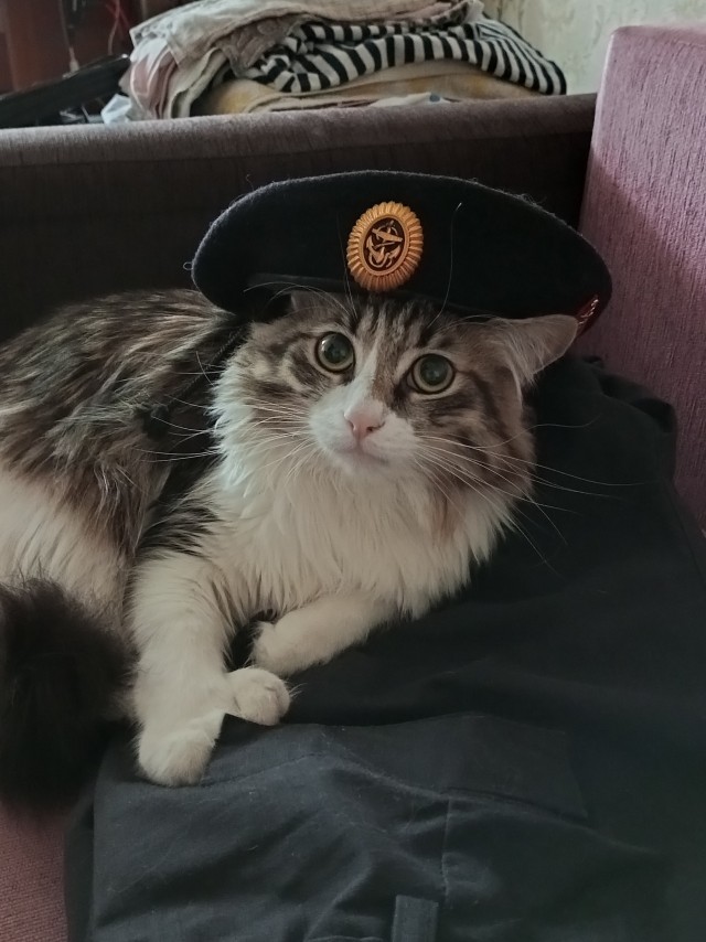 Мой котовторник