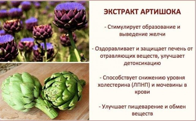 Артишок что лечит