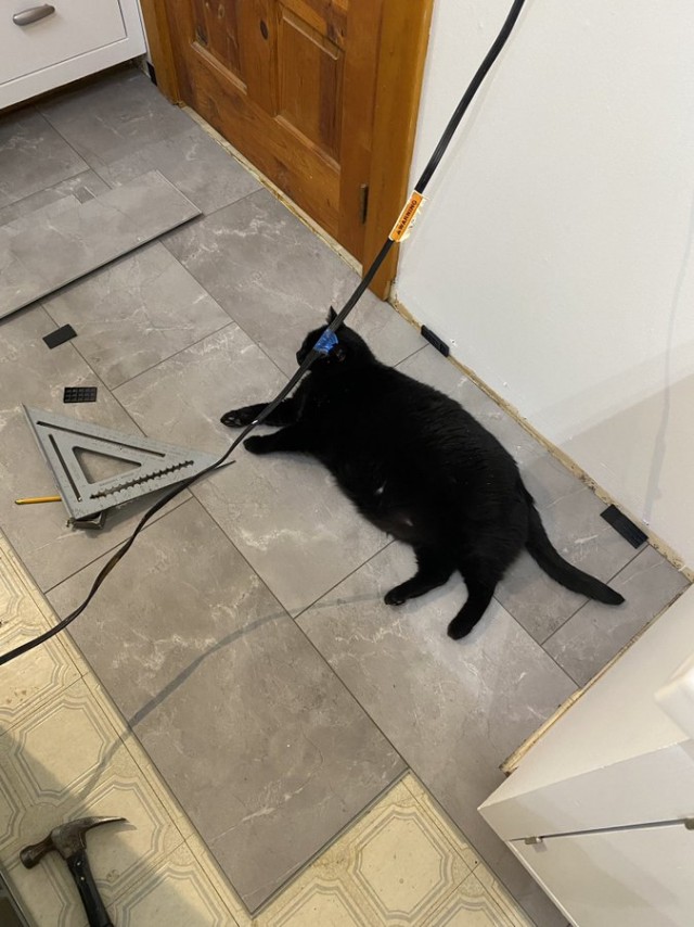 Коты-работяги