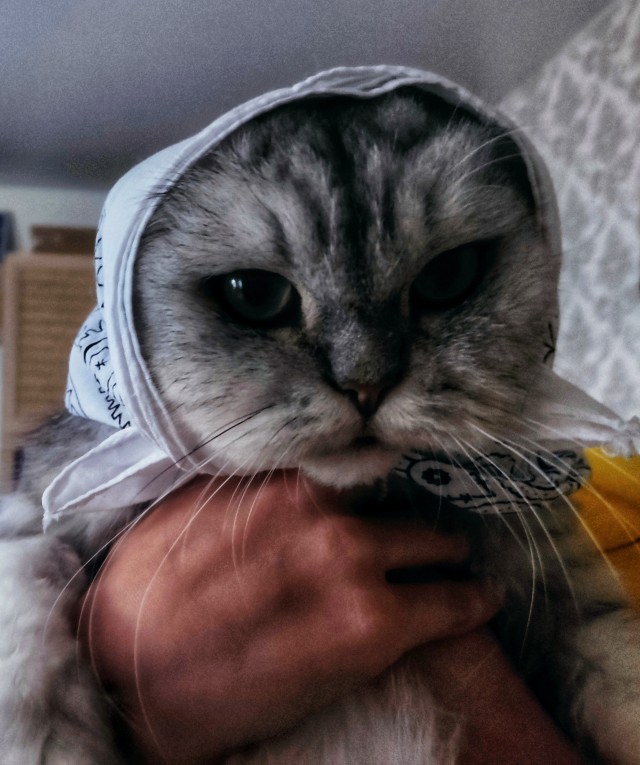 Сегодня всемирный день кошек!