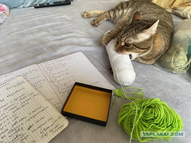 Котовторник! 16+ Коллеги-рабы, отмечаемся, у кого хозяину много лет!
