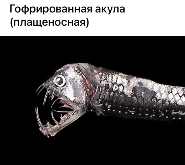 16 существ будто с другой планеты